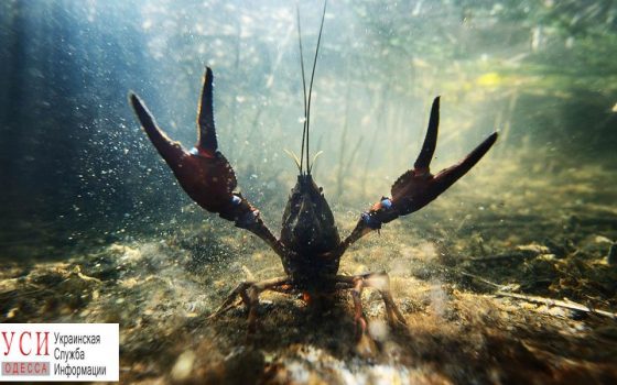 На Днестре и Турунчуке запрещают ловить раков «фото»