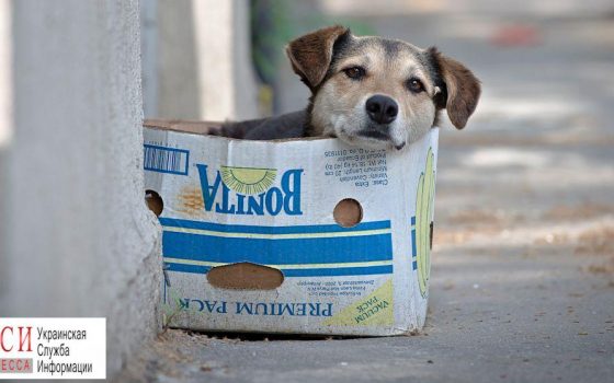 Человек собаке друг: как в Одессе сокращают число бездомных собак «фото»