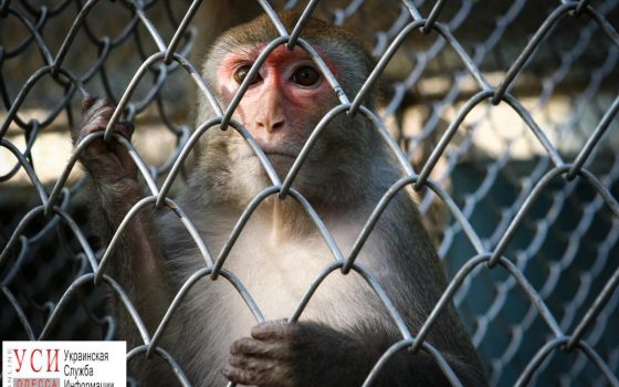 В Одессе оштрафовали циркачей за плохое содержание слона и организаторов выставки обезьян «фото»