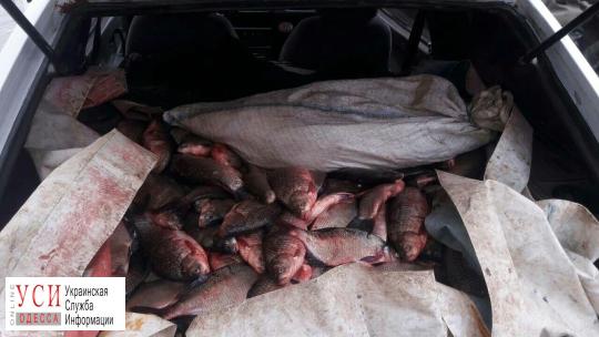 С начала года браконьеры под Одессой выловили тонну рыбы «фото»