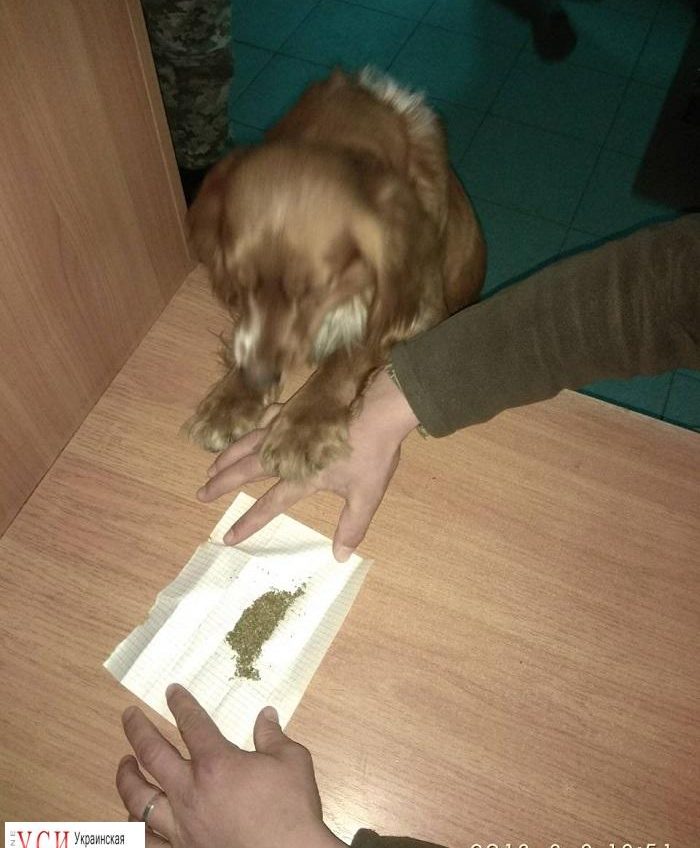 Служебная собака обнаружила самокрутку с марихуаной у иностранца на погранпункте (фото) «фото»