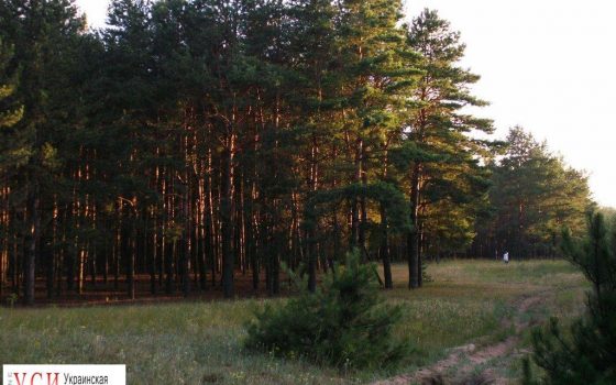 Измаильская фирма получила более 2 тысяч гектаров лесных угодий «фото»