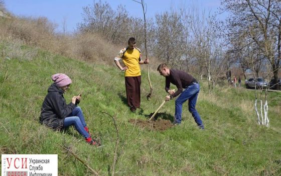На фонтанских склонах высадят мыльные деревья (фото) «фото»