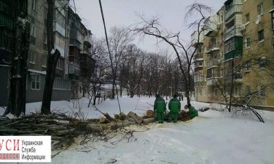 В Одессе из-за порывов ветра дерево упало на проезжую часть (фото) «фото»