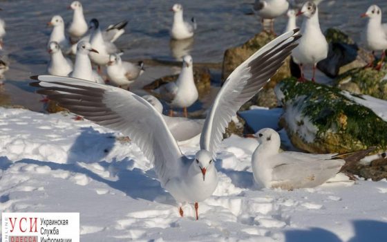 Весна уже близко: воздух в Одессе прогреется до +9 «фото»