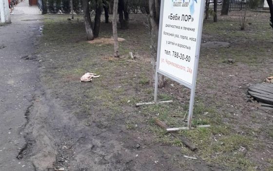 У детского центра нашли труп собаки без кожи и органов (фото) «фото»