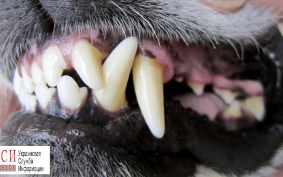 Три алабая напали на женщину: она находится в крайне тяжелом состоянии «фото»