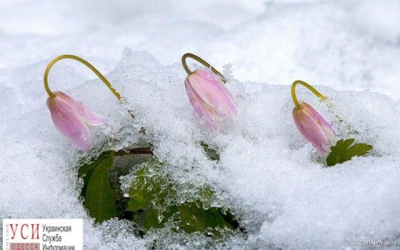 Весна и снова зима: в Одесской области уже завтра ждут снег «фото»