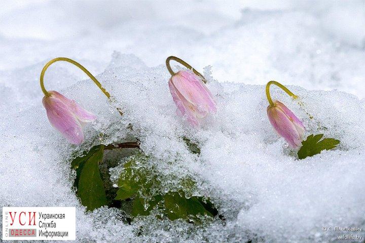 Весна и снова зима: в Одесской области уже завтра ждут снег «фото»