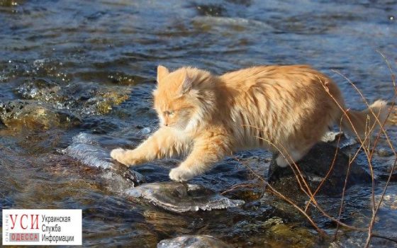Гидрометцентр: в Вилково снова ожидаются затопления «фото»