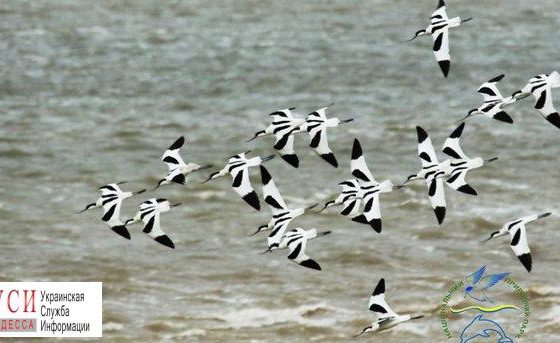 Из Африки в Одесскую область прилетели редкие птицы (фото) «фото»