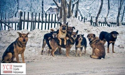 Под Одессой бродячие собаки растерзали ребенка «фото»