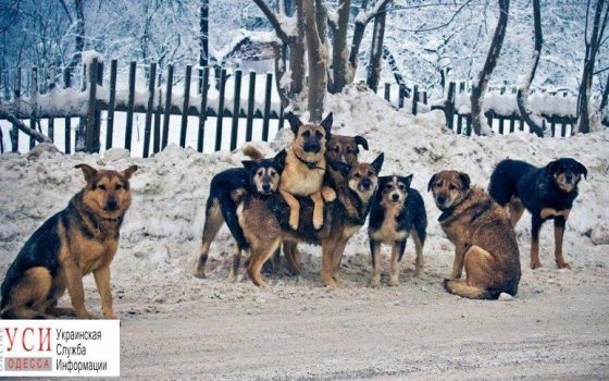 Под Одессой бродячие собаки растерзали ребенка «фото»