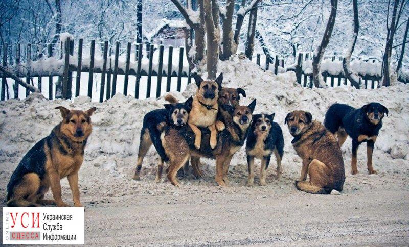 Под Одессой бродячие собаки растерзали ребенка «фото»