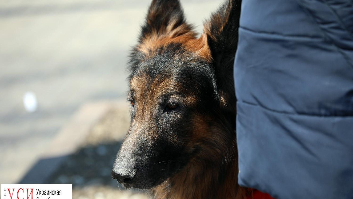 Собака – друг семьи: в Одессе прошел марш спасенных питомцев (фоторепортаж) «фото»