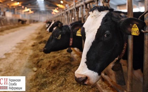 Фермеры Одесской области могут претендовать на дотации «фото»