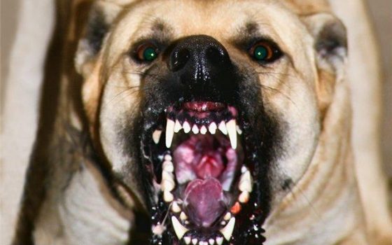 Пострадавшей от алабаев пенсионерке ампутируют ногу «фото»