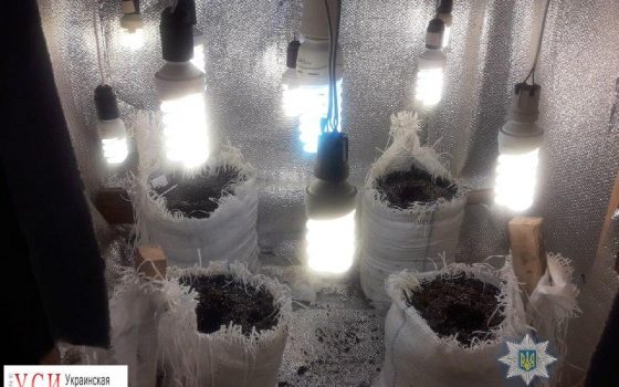 Мужчина оборудовал у себя в подвале теплицу для выращивания конопли (фото) «фото»