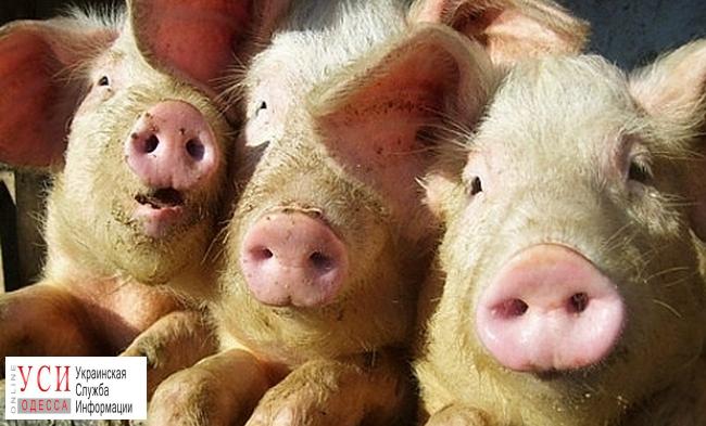 В Саврани снова зафиксировали вспышку африканской чумы свиней «фото»