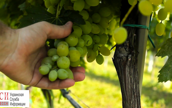 Аграрии Одесской области получат 80% компенсации за посадочный материал «фото»