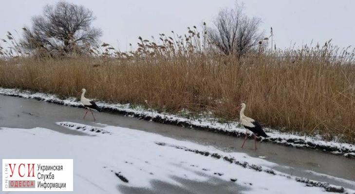 Директор зоопарка: прилетающим в Одесскую область аистам холода уже не страшны, но подкармливать их желательно «фото»