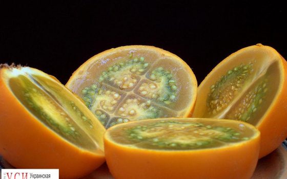 В Одесскую область из Эквадора доставили рекордную партию фруктов «фото»