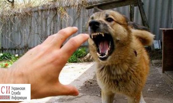 Полиция расследует нападение алабаев на пенсионерку в Санжейке, собаки по-прежнему с хозяином «фото»