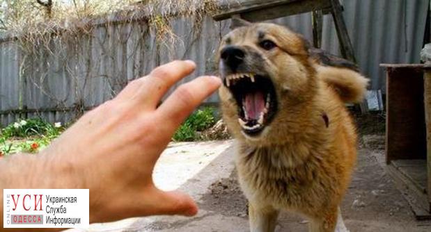 Полиция расследует нападение алабаев на пенсионерку в Санжейке, собаки по-прежнему с хозяином «фото»