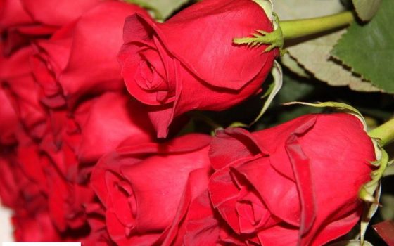 Одесская ОГА закупила цветов более чем на 100 тысяч гривен «фото»