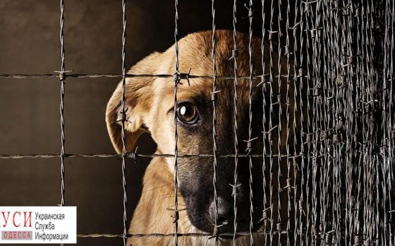 Только треть жалоб на жестокое обращение с животными ложится в основу уголовных производств «фото»