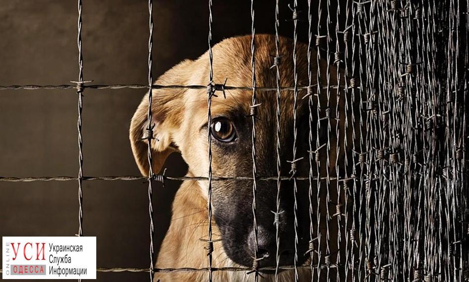 Только треть жалоб на жестокое обращение с животными ложится в основу уголовных производств «фото»