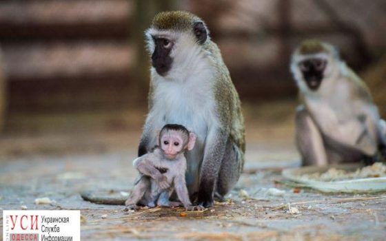 В Одесском зоопарке родилась зеленая мартышка (фото) «фото»