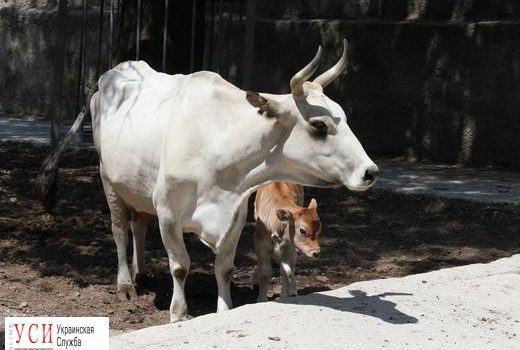 Пара чумацких быков в Одесском зоопарке обзавелась потомством (фото) «фото»