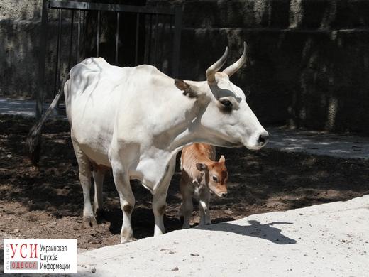 Пара чумацких быков в Одесском зоопарке обзавелась потомством (фото) «фото»