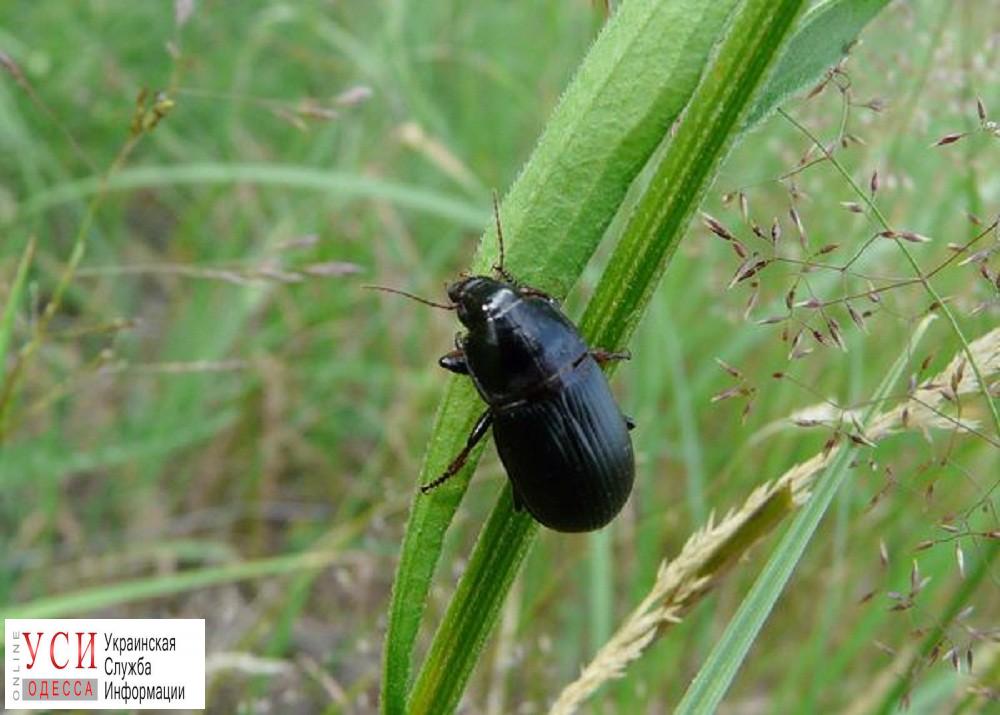 В Одесской области посевы заражают вредные насекомые «фото»