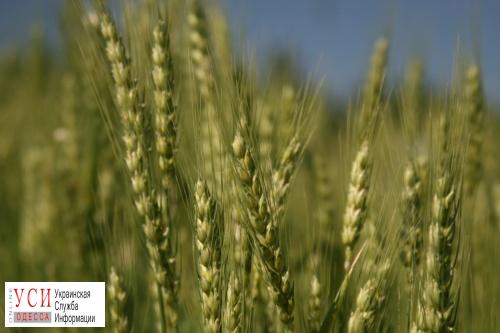 Одесские аграрии активно подкармливают зерновые культуры «фото»