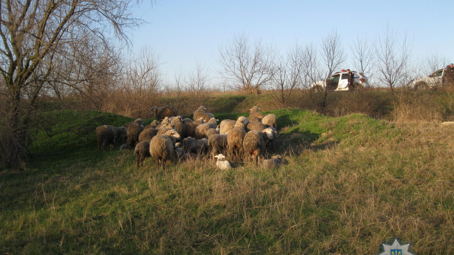 В Одесской области мужчина “угнал” целое стадо овец (фото) «фото»