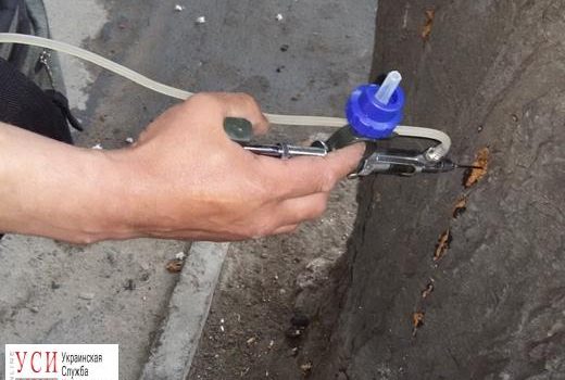 В Одессе коммунальщики прививают каштаны от моли (фото) «фото»