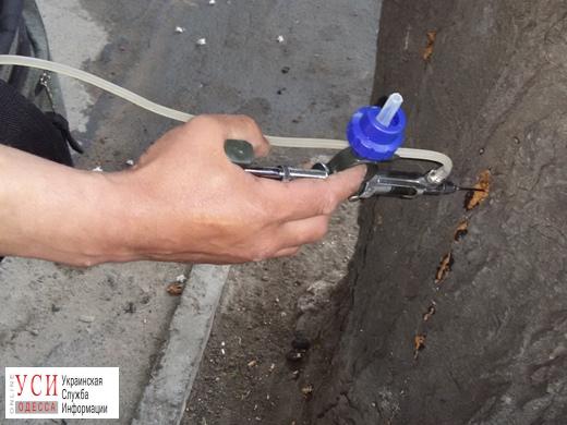 В Одессе коммунальщики прививают каштаны от моли (фото) «фото»
