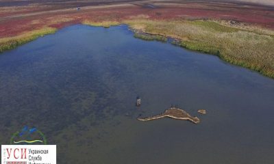 Волонтеры Всемирного фонда дикой природы построят остров для птиц в Одесской области «фото»
