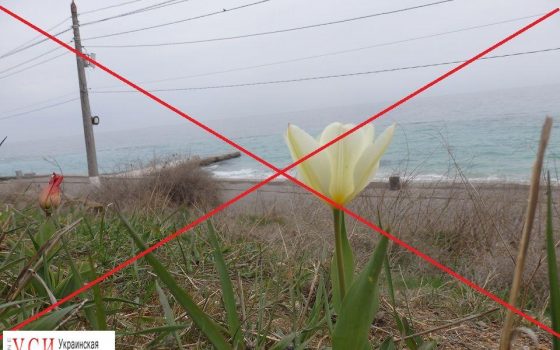 Отдых на природе: одесситы уничтожили на склонах первые распустившееся цветы «фото»