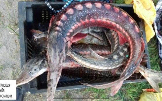 Недавно сформированная водная полиция в Одесской области задержала браконьеров с уловом краснокнижной сверюги (фото) «фото»