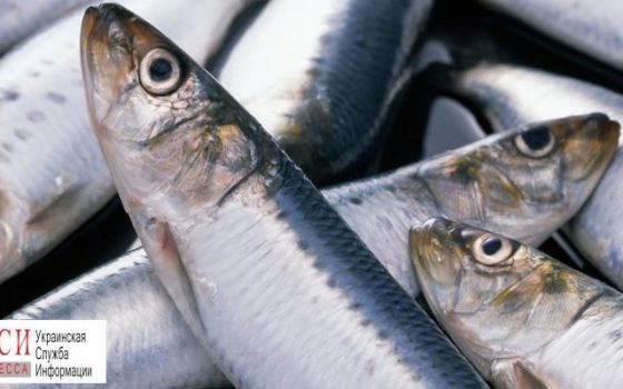 В Одесской области запретили ловить сельдь во время нереста «фото»