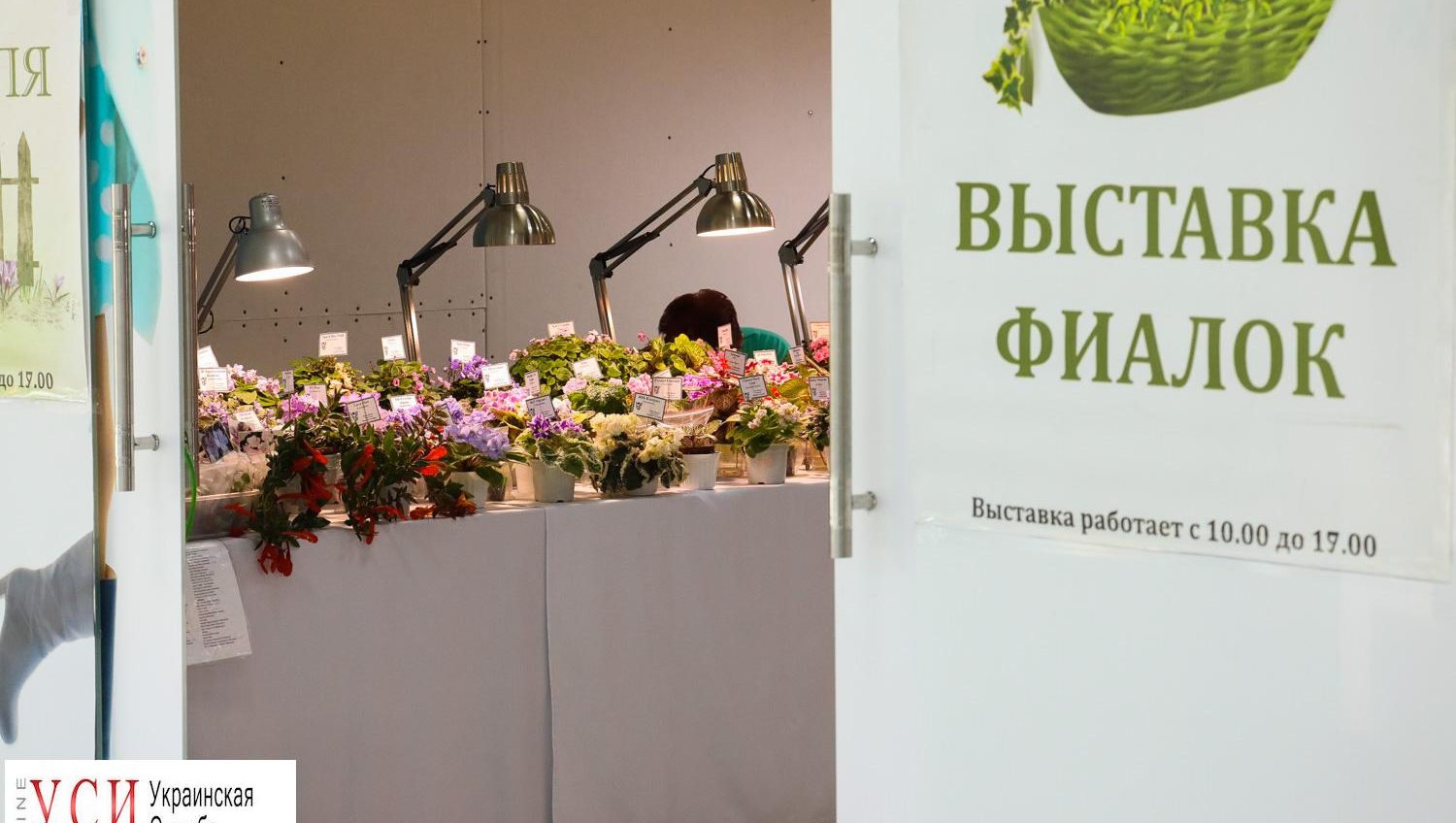 “Крымская черешня” и “Ангельская пыль”: в Одессе открылась выставка фиалок (фоторепортаж) «фото»