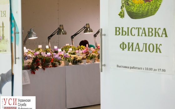 “Крымская черешня” и “Ангельская пыль”: в Одессе открылась выставка фиалок (фоторепортаж) «фото»
