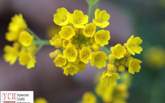 В ботаническом саду Одессы началось весеннее цветение (фоторепортаж) «фото»