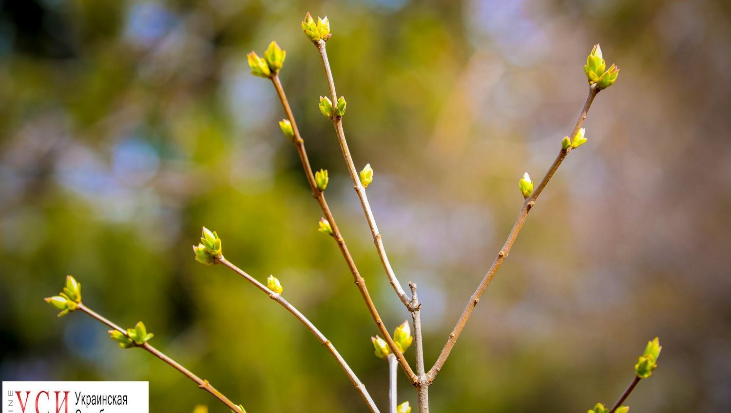 Весна грядет: как просыпается одесская природа (фоторепортаж) «фото»