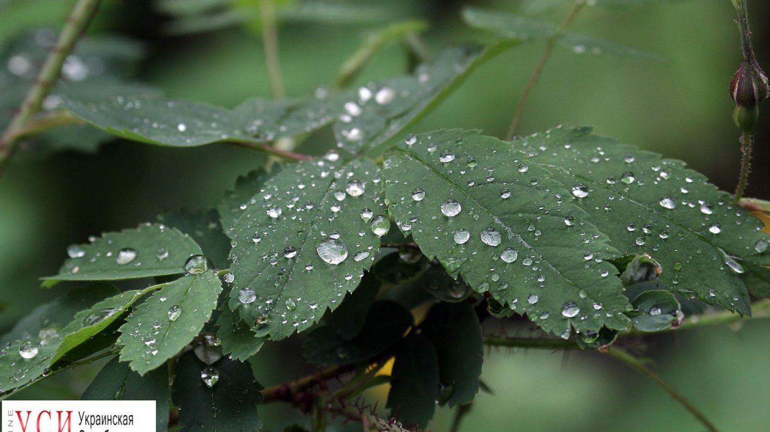 Капли дождя, свежесть и прохлада: над Одесской прошла весенняя гроза (фоторепортаж) «фото»
