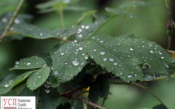 Капли дождя, свежесть и прохлада: над Одесской прошла весенняя гроза (фоторепортаж) «фото»