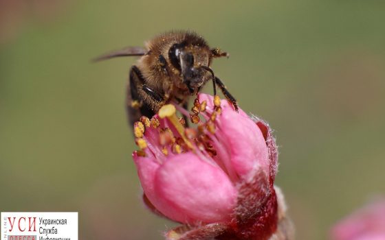 На Одесском Фонтане зацвели сакуры (фоторепортаж) «фото»